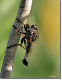 Robber Fly