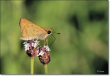 Fiery Skipper