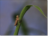 Dragonfly Larva