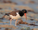 American Oystercatcher