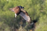 Osprey