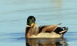 Mallard Duck