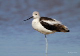 American Avocet