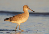 Willet