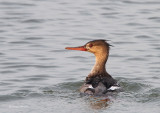 Red-breasted Merganser