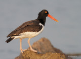 American Oystercatcher