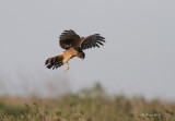 Northern Harrier