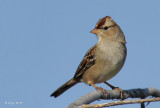 White-crowned Sparrow