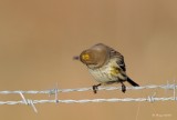 Yellow-rumped Warbler