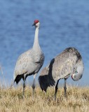 Sandhill Cranes