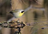 Common Yellow-throated Warbler