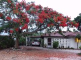 Orange bloosom tree