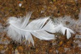 After preening (800x533).jpg