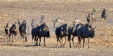 Parade of Wildebeest