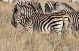 Burchells Zebra