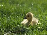 Backlit Gosling