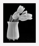White Tulips in  a Vase