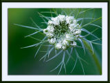 Queen Annes Lace