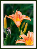 Daylily