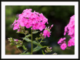 Phlox