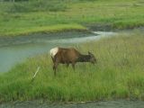 Alaska Wildlife 1