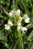 white orchid.jpg
