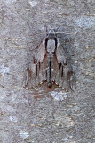 pine moth.jpg