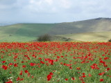 poppy field, Dorset