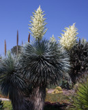 Cactus6web.jpg