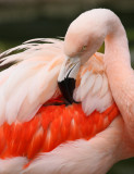 Flamingo1 web.jpg
