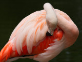 Flamingo2 web.jpg