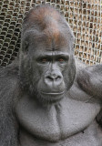 Gorilla1 web.jpg