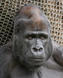 Gorilla3 web.jpg