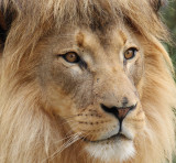 Lion1 web.jpg