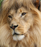 Lion5 web.jpg