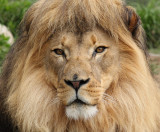 Lion3 web.jpg