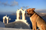 Oia dog Santorini email.jpg