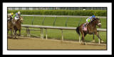 D-SC0024-wide-grain-Derby.jpg