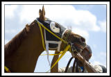 D-SC0033-horse#2 Race 3 Preakness.jpg