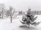CRW_5516  Snowing again!