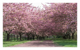 IMG_6640 Cherry Trees