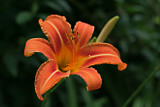 IMG_7421_Lily
