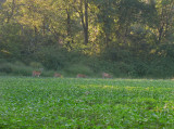 In the soybean field