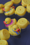 IMG_8309_The ducks