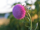 IMG_0340 Thistle