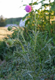 IMG_0342 Thistle plant