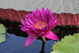 IMG_1450 Water lily