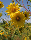 IMG_1377 In the meadow
