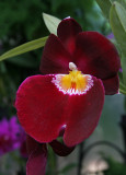 IMG_1476 Orchid