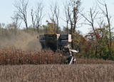 IMG_2033 Combining corn